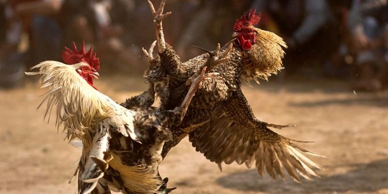 Cách chơi đá gà cựa dao Philippines đang rất được quan tâm