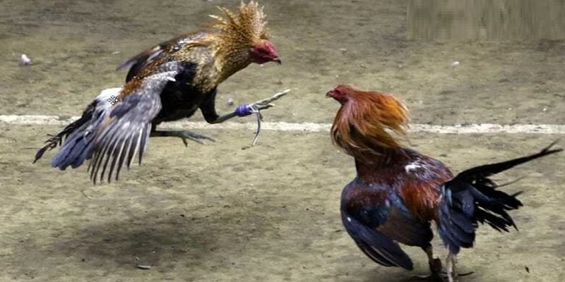 Cách chơi đá gà cựa dao Philippines dễ hiểu, dễ nắm bắt