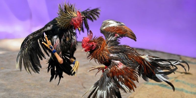 Cách chơi đá gà cựa dao philippines